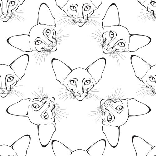Oriental cat. Vector oriental cat muzzles on white
