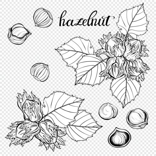 Object. Vector hazelnuts, nuts in the shell and without