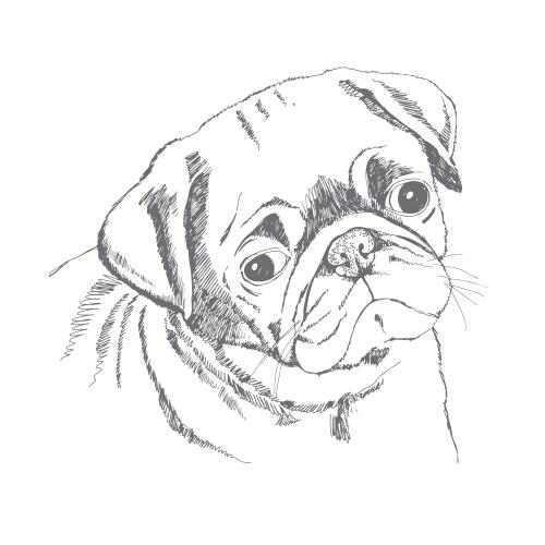 Pug. Vector cute mops sketch