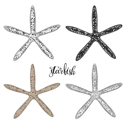 Illustration sea stars on white, four options