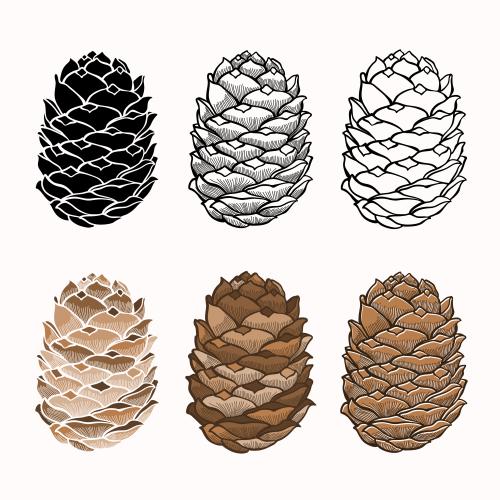 Cone. Vector cedar cones, six different isolated elements on white