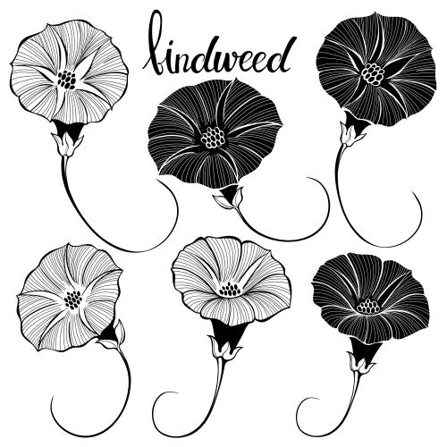 Bindweed. Vector morning glory flowers various options on white