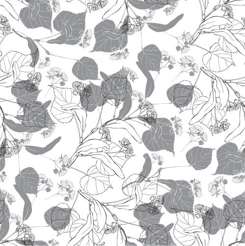 Linden. Vector linden branches silhouettes and contours on white