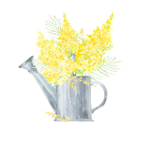 Illustration watercolor mimosa bouquet in a pitcher on white