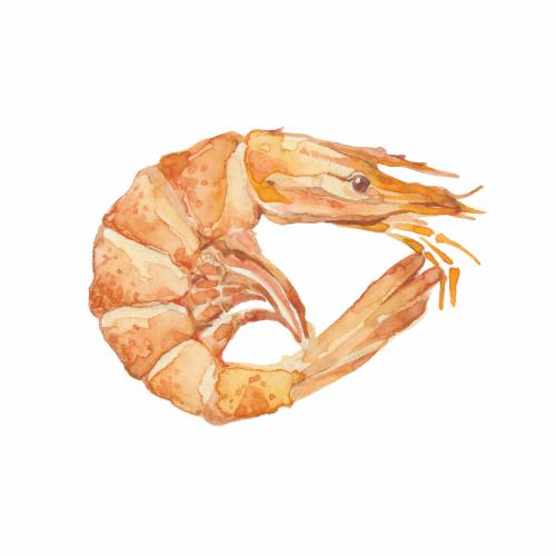 Shrimp. Vector shrimp on white