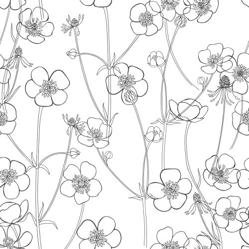 Buttercup. Vector lilies contours on white