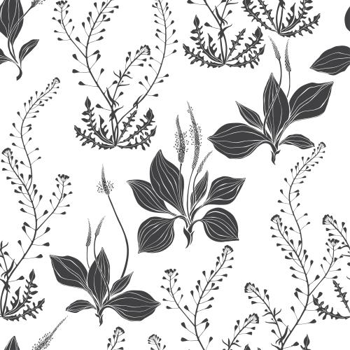 Plantain. Vector plantain and shepherd's bag black silhouettes on white