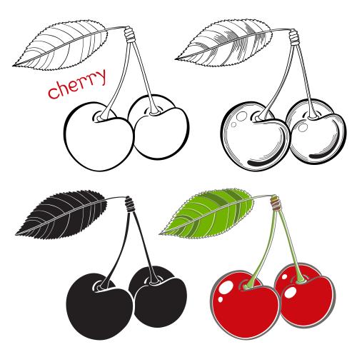 Cherry. Vector cherry various options on white