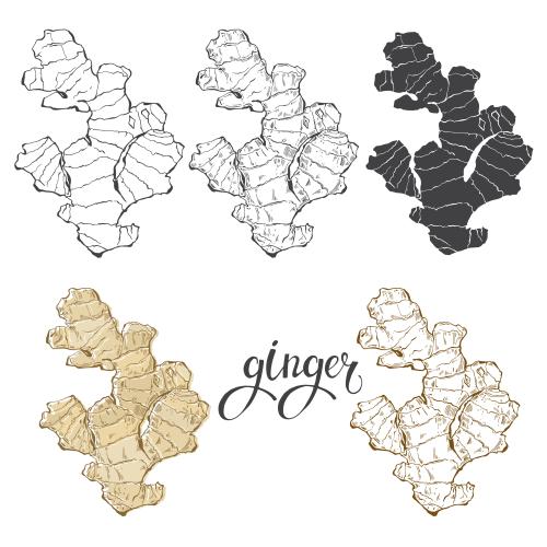 Ginger. Vector ginger, various options on white
