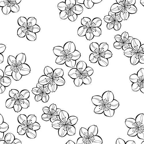 Sakura. Vector cherry blossoms on white