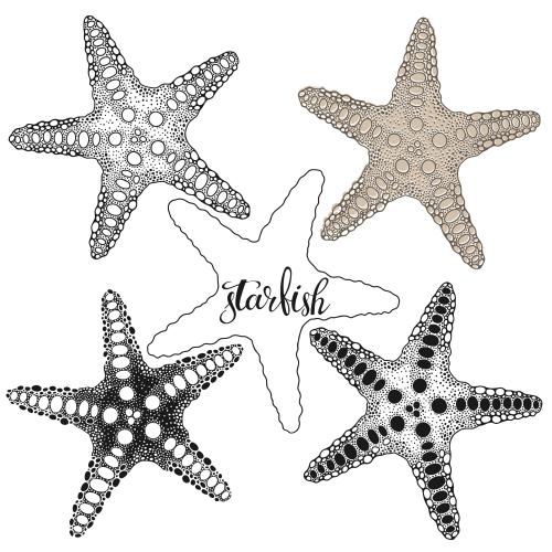 Illustration sea stars, five options on white