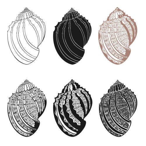 Vector image shells on white, six options