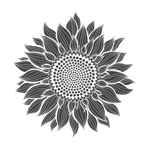 Sunflower. Vector sunflower silhouette on white