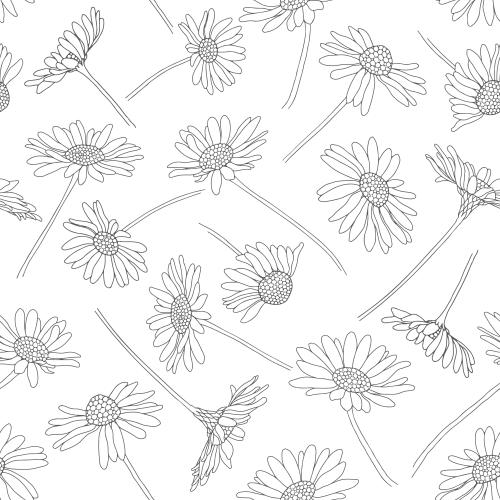 Chamomile. Vector Pattern daisies contours on white