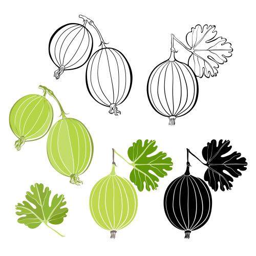Gooseberry. Vector currants, various options on white
