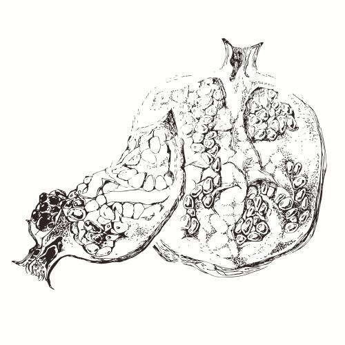 Fruit. Vector sliced pomegranate on white, sketch