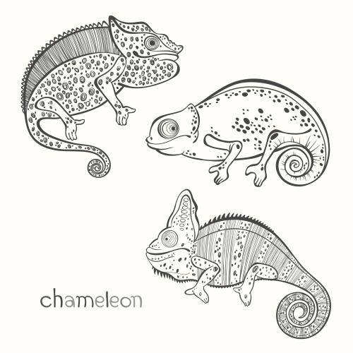 Chameleon. Vector chameleons, three different species on white