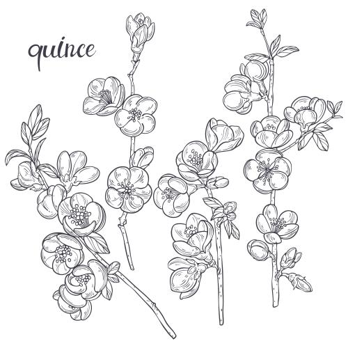 Japanese quince. Vector japanese loquat, branches with flowers on white