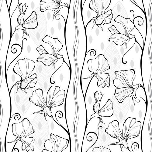 Sweet pea. Vector fragrant pea black flower contours wavy lines decorative leaves on white