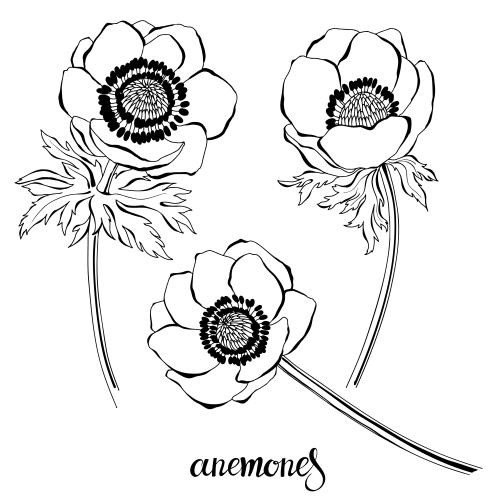 Anemone. Vector anemones various flowers on white