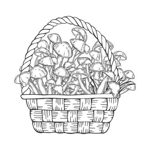 Vector image basket with boletes