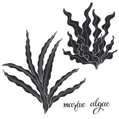 Illustration marine algae silhouettes on white two options