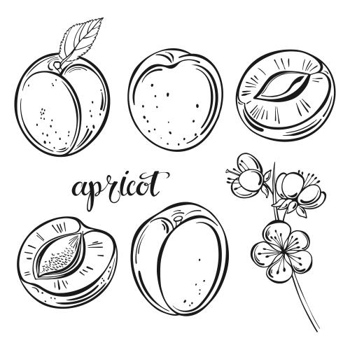 Apricot. Vector apricots, fruits and branch with flowers on white