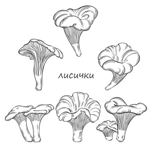 Black-white. Vector chanterelles, various types of mushrooms on white
