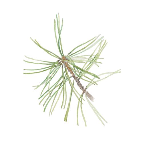 Pine. Vector pine twig on white