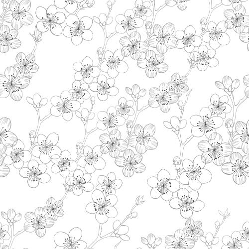 Sakura. Vector bloom sakura contour drawing on white