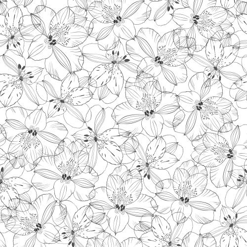 Alstroemeria. Vector flowers alstromeria black outlines on white