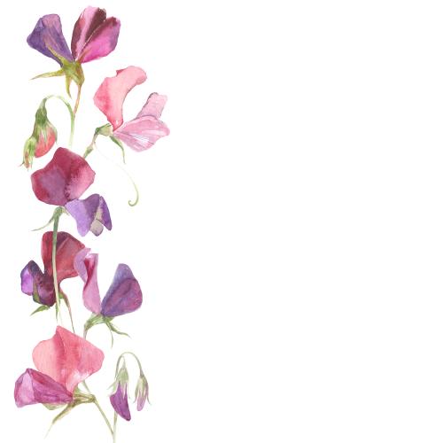 Raster image watercolor scented peas place for text on white