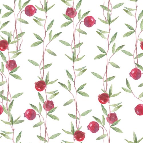 Cranberry. Vector cranberry branches with berries on white