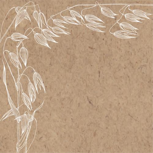 Oats. Vector oats ears and text area on craft
