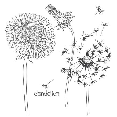 Dandelion. Vector dandelions: flower, bud, fluffy with flying seeds on white