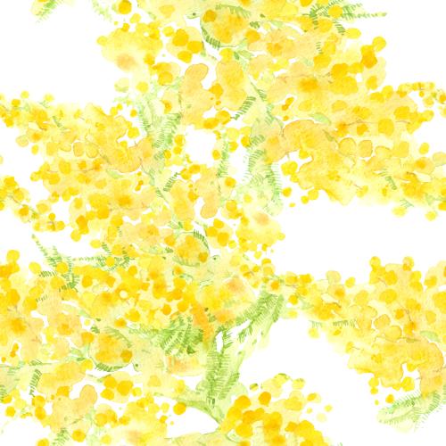 Raster image watercolor mimosa on white
