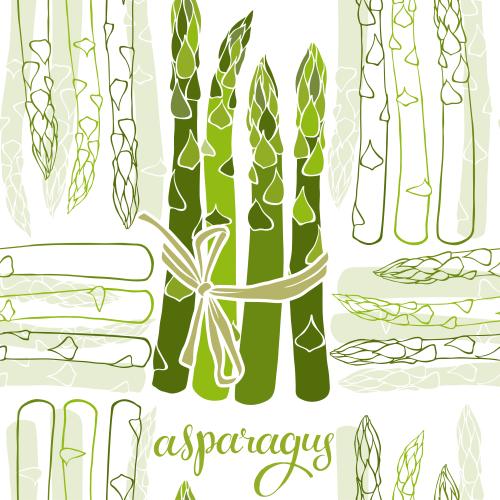 Asparagus. Vector asparagus, contours and silhouettes, inscription asparagus on white