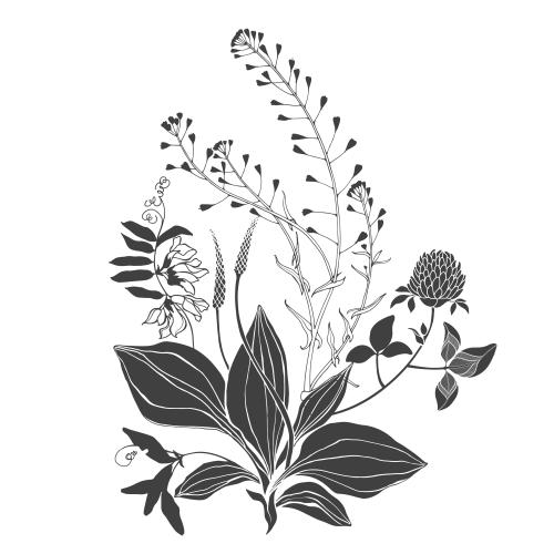 Vector image botanical composition with field herbs and flowers shepherd's purse plantain clover on white