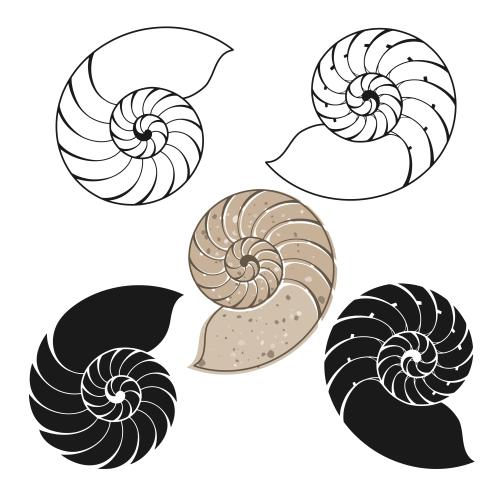 Vector image nautiluses on white, five options