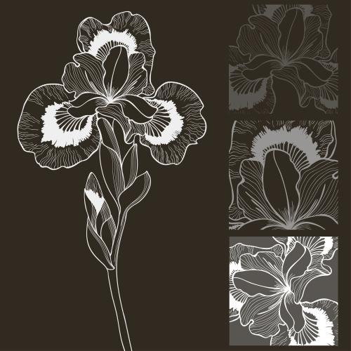 Iris. Vector iris flower and three fragments in squares