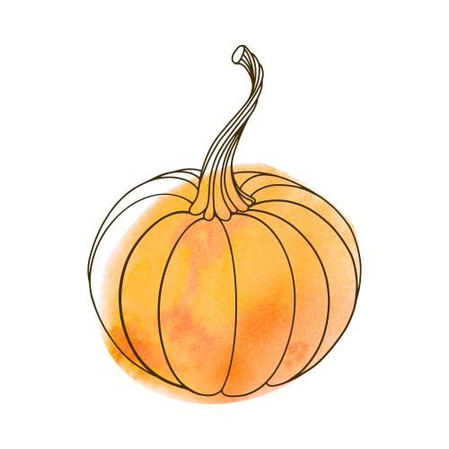 Pumpkin. Vector pumpkin contour drawing and watercolor round fragment on white
