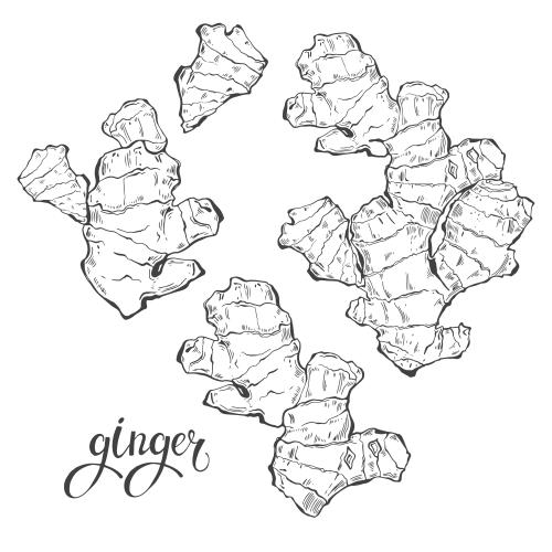 Spice. Vector ginger sketch on white