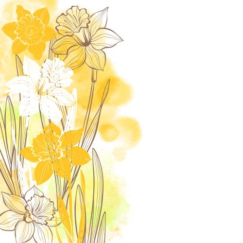 Illustration daffodils on yellow-green watercolor, space for text on white