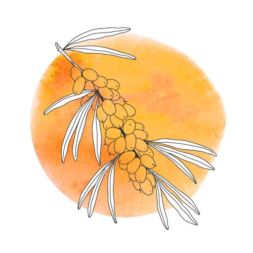 Sea buckthorn. Vector sea buckthorn, branch with berries on a round orange watercolor fragment