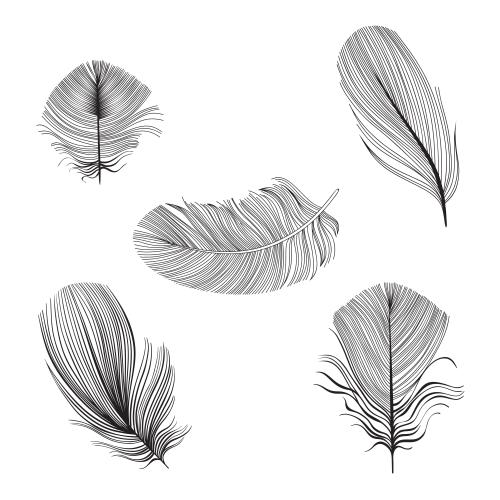 Illustration feathers, five options on white