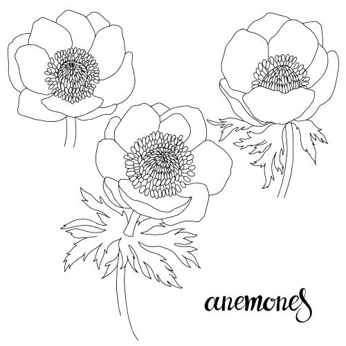 Anemone. Vector anemones three contours on white