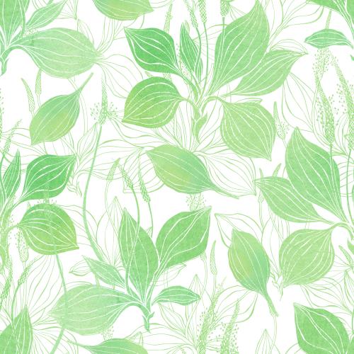 Raster image watercolor plantain, silhouettes and contours on white