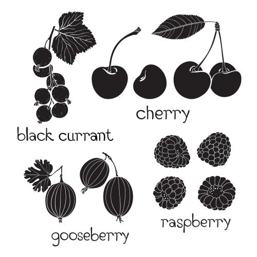 Currant. Vector currant, cherry, gooseberry, raspberry, names on white