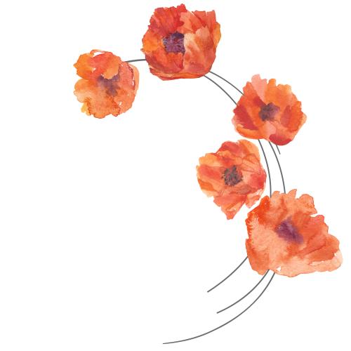 Illustration watercolor poppies text area on white