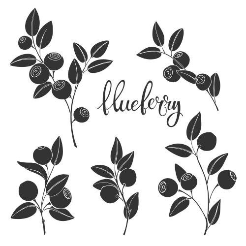 Illustration blueberry branches with berries black silhouettes on white